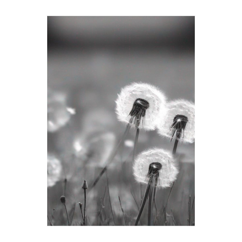 Wandbild 'Pusteblumen in Schwarz Weiß'