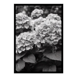 Wandbild 'Schwarz Weiß Aufnahme Hortensie'