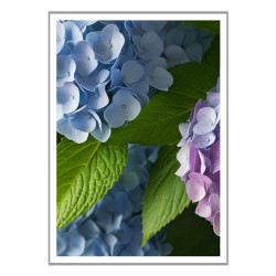 Wandbild 'Hortensie in Nahaufnahme'