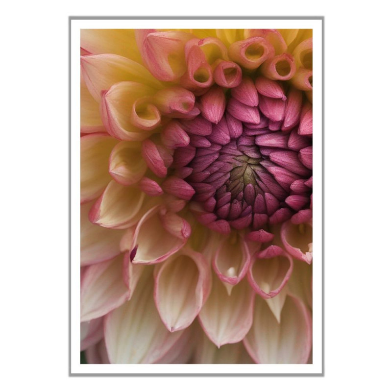Wandbild 'Der Aufbau einer Dahlie'