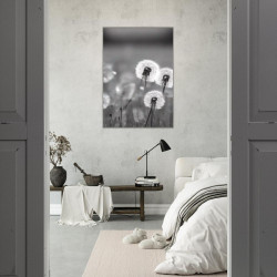 Wandbild 'Pusteblumen in Schwarz Weiß'