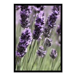 Wandbild 'Lavendel in Nahaufnahme'