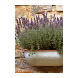 Wandbild 'Lavendel im Topf an Wand'