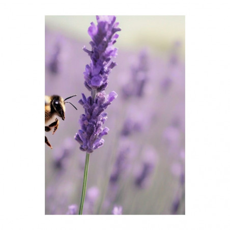 Wandbild 'Lavendel Bienenfreude'