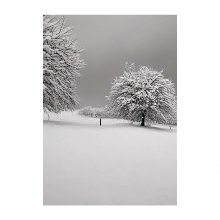 Wandbild 'Der Schnee im Wald   Schwarz Weiß'